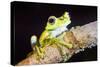 Tree Frog in the Mashpi Cloud Forest Area of the Choco Rainforest, Pichincha Province, Ecuador-Matthew Williams-Ellis-Stretched Canvas