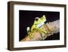 Tree Frog in the Mashpi Cloud Forest Area of the Choco Rainforest, Pichincha Province, Ecuador-Matthew Williams-Ellis-Framed Premium Photographic Print