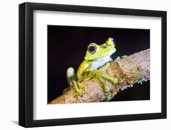 Tree Frog in the Mashpi Cloud Forest Area of the Choco Rainforest, Pichincha Province, Ecuador-Matthew Williams-Ellis-Framed Premium Photographic Print