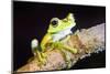 Tree Frog in the Mashpi Cloud Forest Area of the Choco Rainforest, Pichincha Province, Ecuador-Matthew Williams-Ellis-Mounted Premium Photographic Print