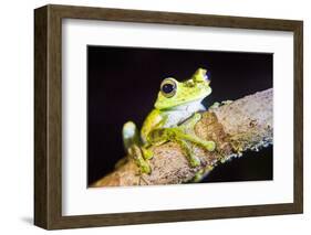 Tree Frog in the Mashpi Cloud Forest Area of the Choco Rainforest, Pichincha Province, Ecuador-Matthew Williams-Ellis-Framed Photographic Print