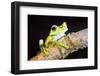 Tree Frog in the Mashpi Cloud Forest Area of the Choco Rainforest, Pichincha Province, Ecuador-Matthew Williams-Ellis-Framed Photographic Print