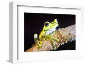 Tree Frog in the Mashpi Cloud Forest Area of the Choco Rainforest, Pichincha Province, Ecuador-Matthew Williams-Ellis-Framed Photographic Print