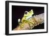 Tree Frog in the Mashpi Cloud Forest Area of the Choco Rainforest, Pichincha Province, Ecuador-Matthew Williams-Ellis-Framed Photographic Print