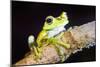 Tree Frog in the Mashpi Cloud Forest Area of the Choco Rainforest, Pichincha Province, Ecuador-Matthew Williams-Ellis-Mounted Photographic Print