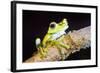 Tree Frog in the Mashpi Cloud Forest Area of the Choco Rainforest, Pichincha Province, Ecuador-Matthew Williams-Ellis-Framed Photographic Print