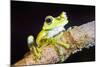 Tree Frog in the Mashpi Cloud Forest Area of the Choco Rainforest, Pichincha Province, Ecuador-Matthew Williams-Ellis-Mounted Photographic Print