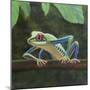 Tree frog,  pastel-Margo Starkey-Mounted Giclee Print