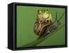 Tree Frog Resting on Snail's Shell-David Aubrey-Framed Stretched Canvas