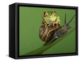 Tree Frog Resting on Snail's Shell-David Aubrey-Framed Stretched Canvas