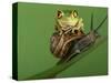 Tree Frog Resting on Snail's Shell-David Aubrey-Stretched Canvas