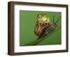 Tree Frog Resting on Snail's Shell-David Aubrey-Framed Photographic Print