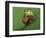 Tree Frog Resting on Snail's Shell-David Aubrey-Framed Photographic Print