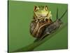 Tree Frog Resting on Snail's Shell-David Aubrey-Stretched Canvas