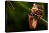Tree Frog Sitting On Branch In Tropical Amazon Rain Forest Brazil, Phyllomedusa Hypochondrialis-kikkerdirk-Stretched Canvas