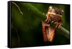 Tree Frog Sitting On Branch In Tropical Amazon Rain Forest Brazil, Phyllomedusa Hypochondrialis-kikkerdirk-Framed Stretched Canvas