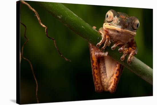 Tree Frog Sitting On Branch In Tropical Amazon Rain Forest Brazil, Phyllomedusa Hypochondrialis-kikkerdirk-Stretched Canvas