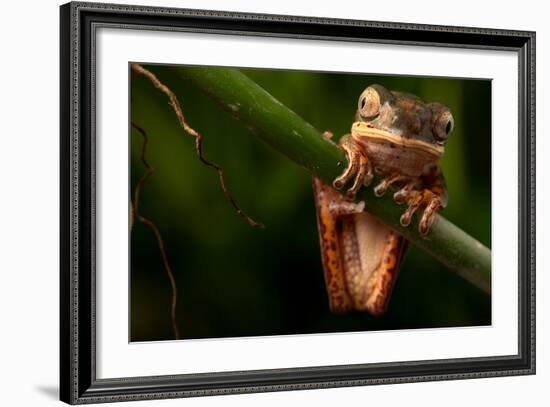 Tree Frog Sitting On Branch In Tropical Amazon Rain Forest Brazil, Phyllomedusa Hypochondrialis-kikkerdirk-Framed Photographic Print