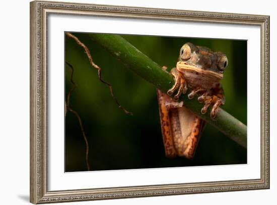 Tree Frog Sitting On Branch In Tropical Amazon Rain Forest Brazil, Phyllomedusa Hypochondrialis-kikkerdirk-Framed Photographic Print