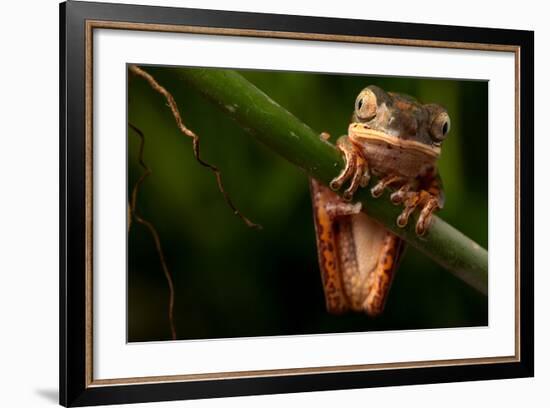 Tree Frog Sitting On Branch In Tropical Amazon Rain Forest Brazil, Phyllomedusa Hypochondrialis-kikkerdirk-Framed Photographic Print