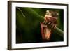 Tree Frog Sitting On Branch In Tropical Amazon Rain Forest Brazil, Phyllomedusa Hypochondrialis-kikkerdirk-Framed Photographic Print