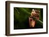 Tree Frog Sitting On Branch In Tropical Amazon Rain Forest Brazil, Phyllomedusa Hypochondrialis-kikkerdirk-Framed Photographic Print