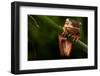 Tree Frog Sitting On Branch In Tropical Amazon Rain Forest Brazil, Phyllomedusa Hypochondrialis-kikkerdirk-Framed Photographic Print