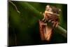 Tree Frog Sitting On Branch In Tropical Amazon Rain Forest Brazil, Phyllomedusa Hypochondrialis-kikkerdirk-Mounted Photographic Print