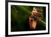 Tree Frog Sitting On Branch In Tropical Amazon Rain Forest Brazil, Phyllomedusa Hypochondrialis-kikkerdirk-Framed Photographic Print