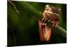 Tree Frog Sitting On Branch In Tropical Amazon Rain Forest Brazil, Phyllomedusa Hypochondrialis-kikkerdirk-Mounted Photographic Print