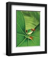 Tree Frog-Renee Lynn-Framed Art Print