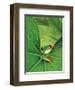 Tree Frog-Renee Lynn-Framed Art Print