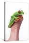 Tree Frog-null-Stretched Canvas