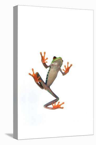 Tree Frog-null-Stretched Canvas