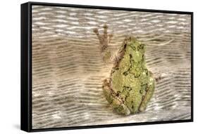 Tree Frog-Robert Goldwitz-Framed Stretched Canvas
