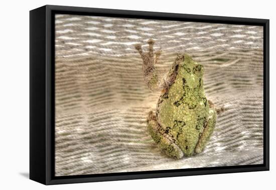 Tree Frog-Robert Goldwitz-Framed Stretched Canvas