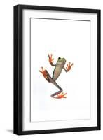 Tree Frog-null-Framed Photographic Print