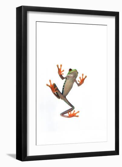 Tree Frog-null-Framed Photographic Print