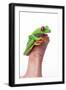 Tree Frog-null-Framed Photographic Print