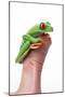 Tree Frog-null-Mounted Photographic Print