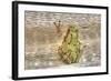 Tree Frog-Robert Goldwitz-Framed Photographic Print