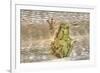 Tree Frog-Robert Goldwitz-Framed Photographic Print