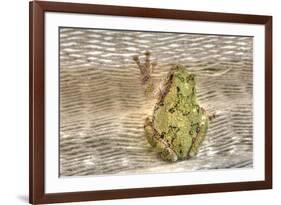 Tree Frog-Robert Goldwitz-Framed Photographic Print