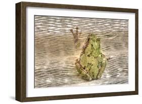 Tree Frog-Robert Goldwitz-Framed Photographic Print