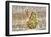 Tree Frog-Robert Goldwitz-Framed Photographic Print