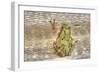 Tree Frog-Robert Goldwitz-Framed Photographic Print