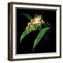 Tree Frog-null-Framed Premium Giclee Print