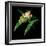 Tree Frog-null-Framed Premium Giclee Print