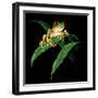 Tree Frog-null-Framed Premium Giclee Print
