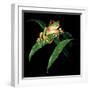 Tree Frog-null-Framed Premium Giclee Print